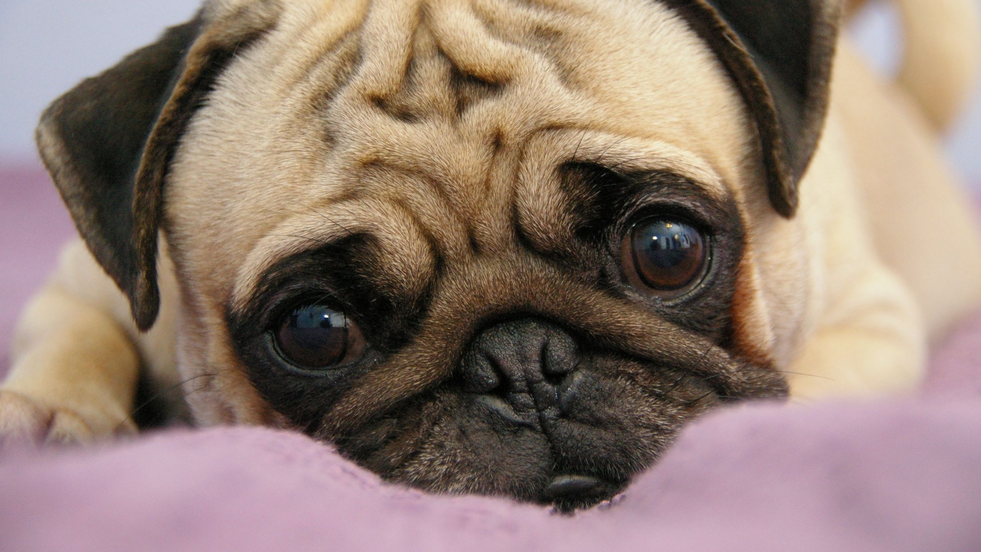 Free download Download Wallpaper 1920x1080 pug puppy snout eyes lie Full HD [1920x1080] for your