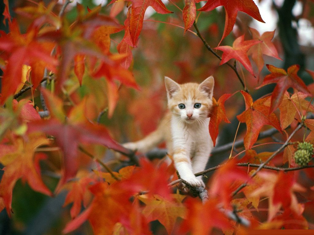 Autumn Desktop Background Background