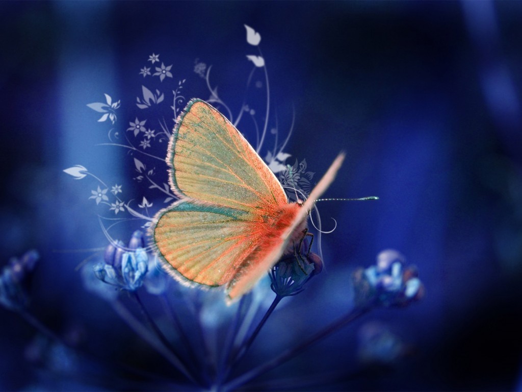 Butterflies Image Pretty Butterfly HD Wallpaper And