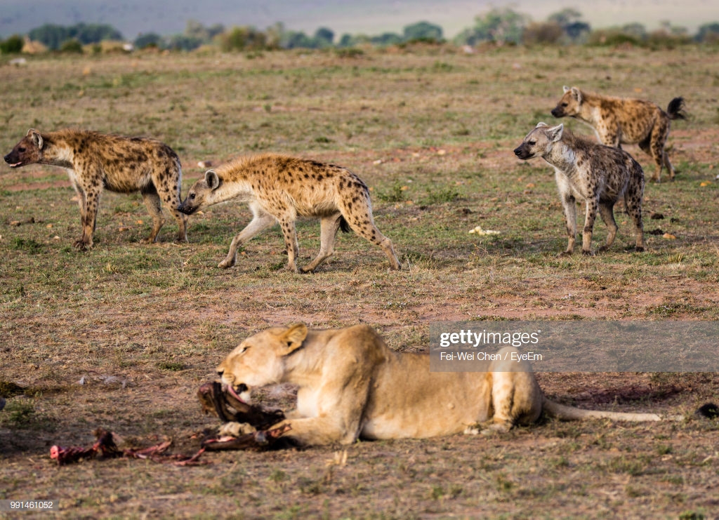 Lioness Hunting On Field With Hyena In Background Stock Photo
