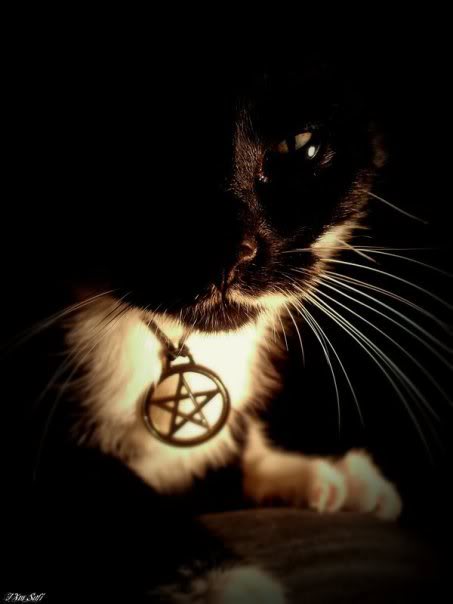Wiccan Cat Image Picture Code