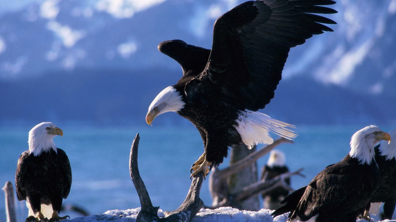  50 Free Eagle  Wallpapers  and Backgrounds  on WallpaperSafari