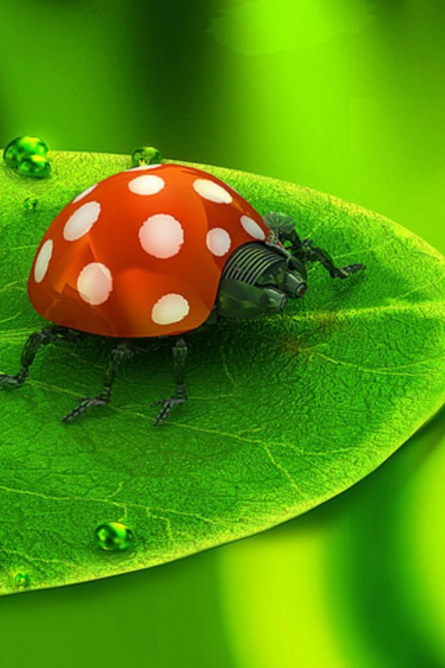 Ladybug iPhone HD Wallpaper