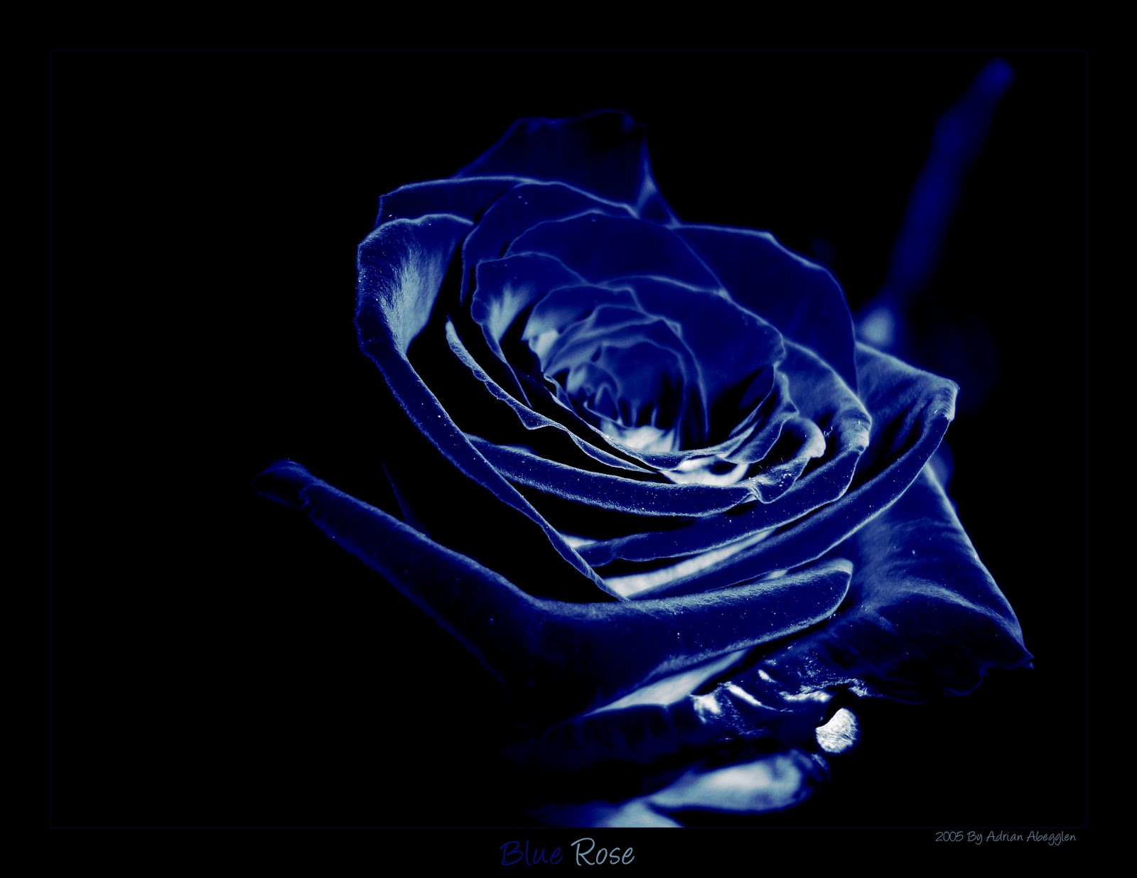 Beautiful Flowers Pictures Wallpaper Blue Roses