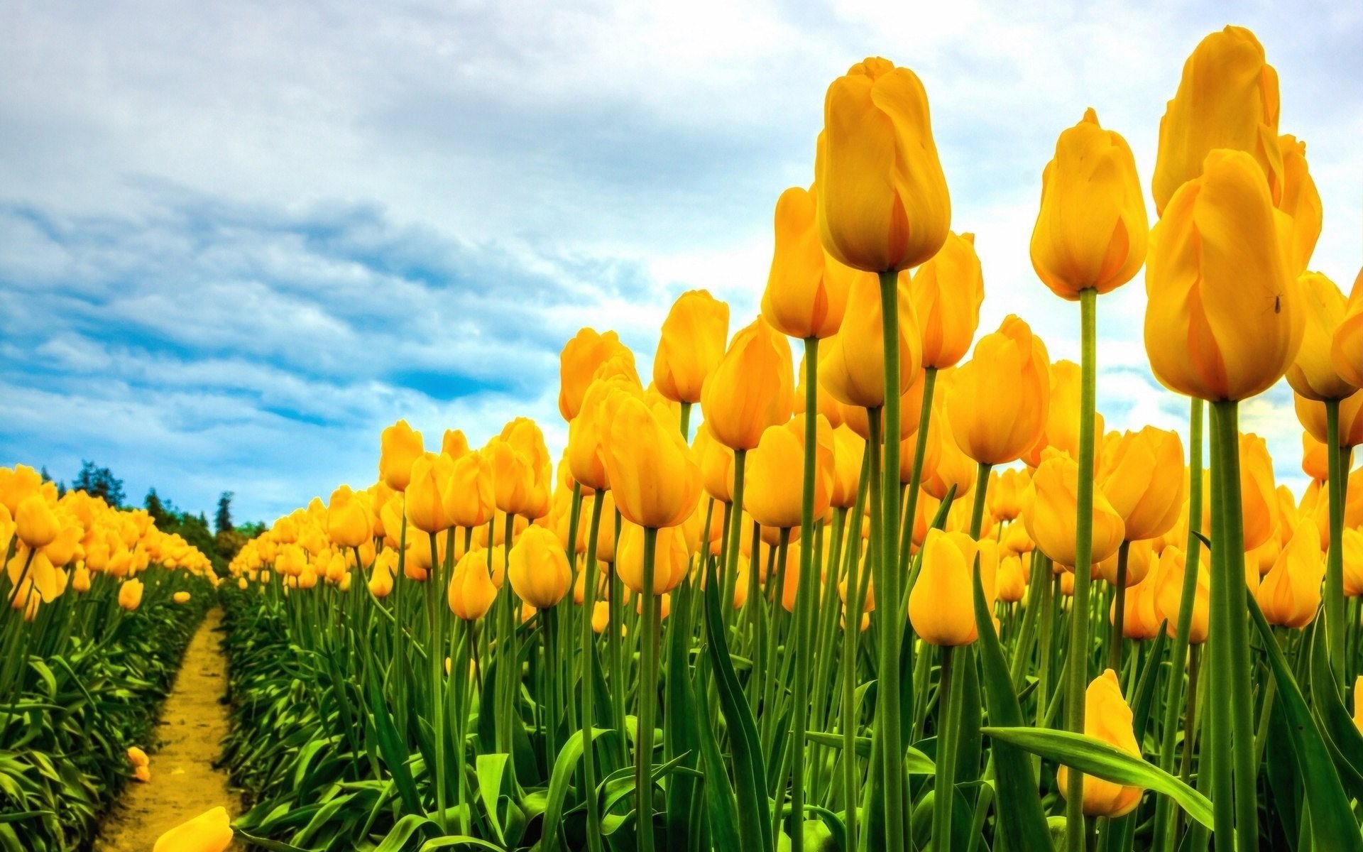 Yellow Tulips Widescreen HD Desktop Background Photos Wallpaper