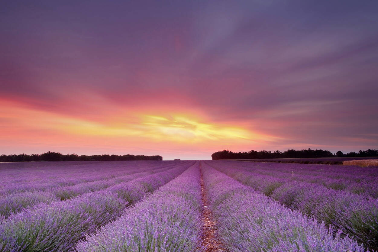 Livingwalls Photo Wallpaper Lavender Field At Sunset