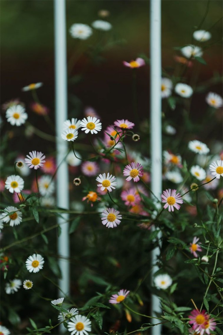 Wild White Daisy iPhone Wallpaper Idea