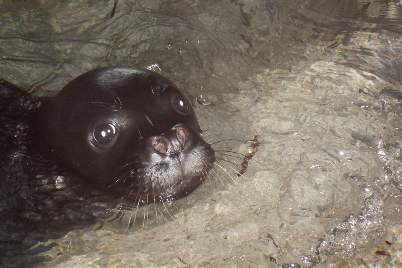 Supporting The Return Of Monk Seal In Southern Mediterranean Wallpaper