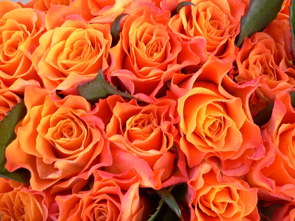 Marie Claire Roses Fave Fall Flowers Orange flowers Orange
