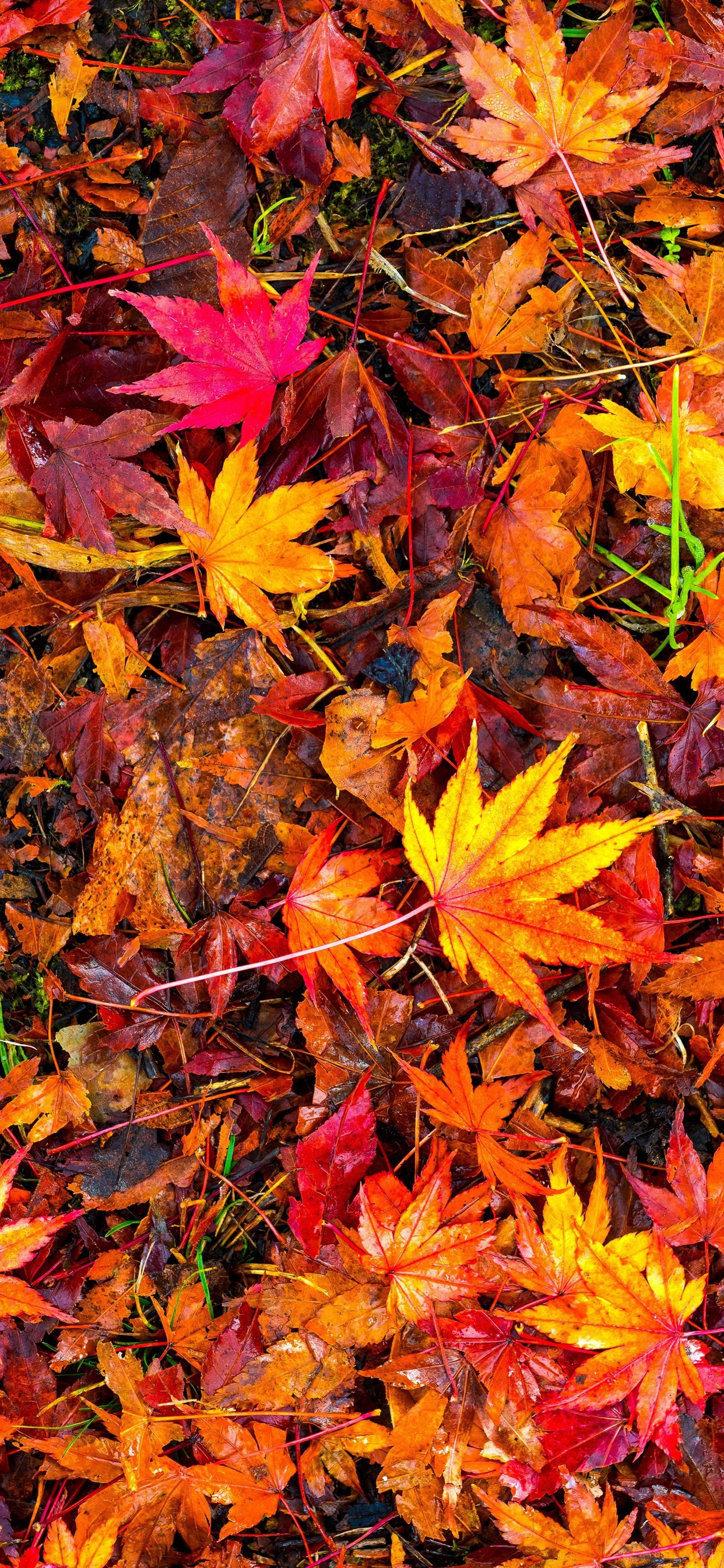 iPhone Wallpaper Many Red Maple Leaves Ground Autumn