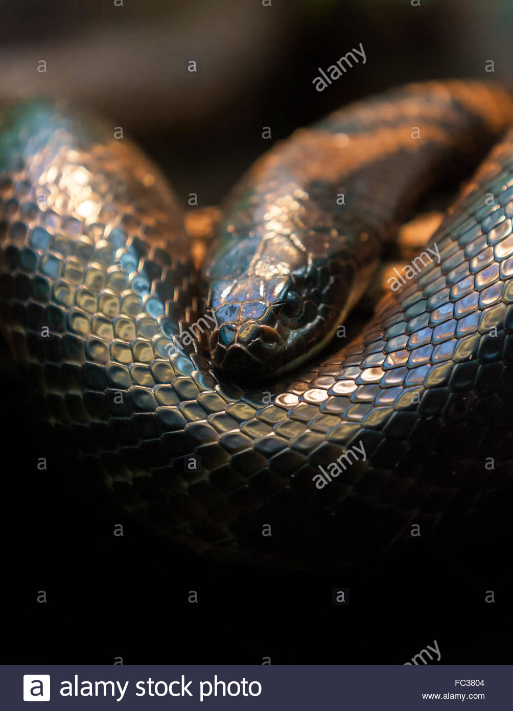 🔥 [35+] Intimidating Background | WallpaperSafari