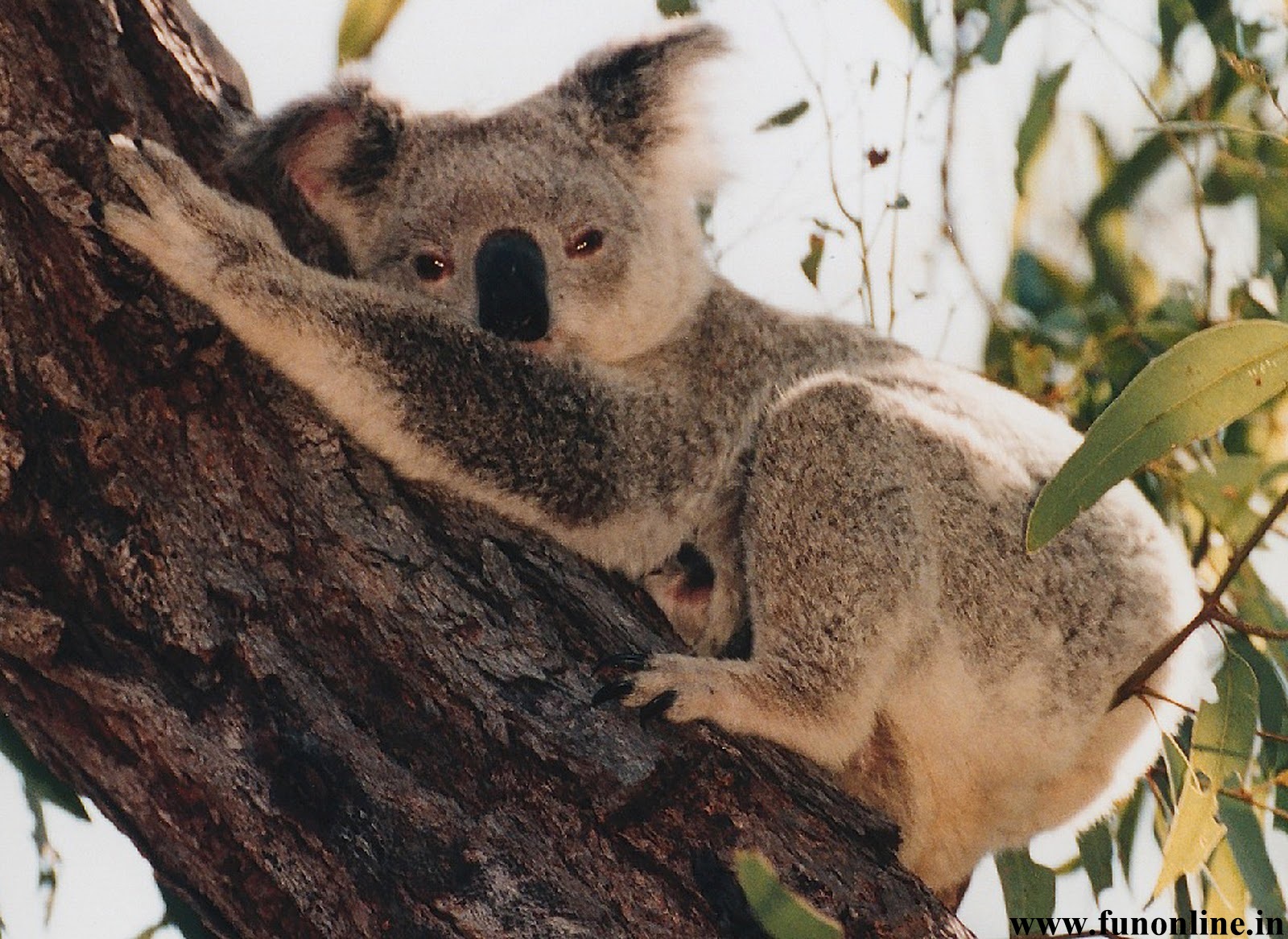 Животный мир Австралии коала