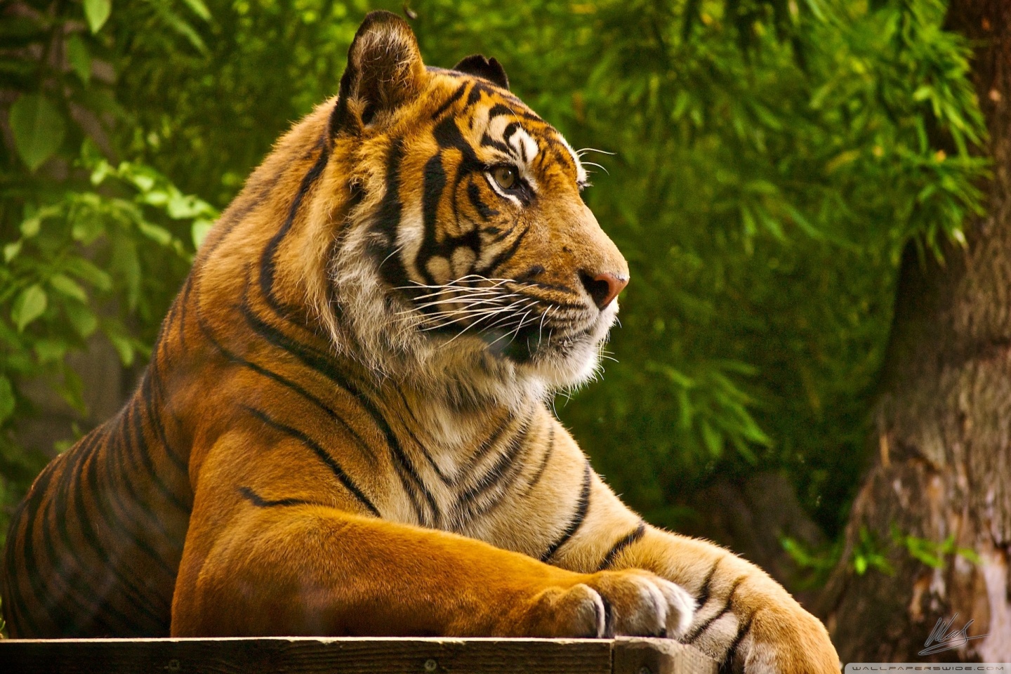 Beautiful Tiger 4k HD Desktop Wallpaper For