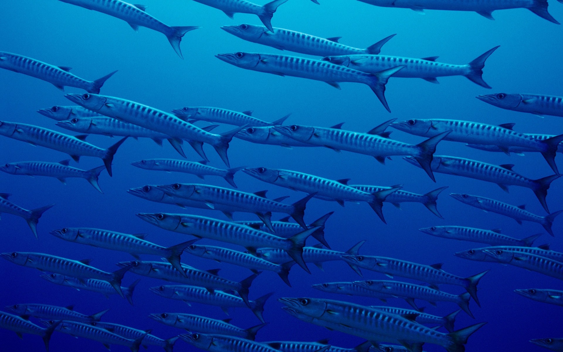 Flock Of Fish In The Deep Ocean Wallpaper And Image
