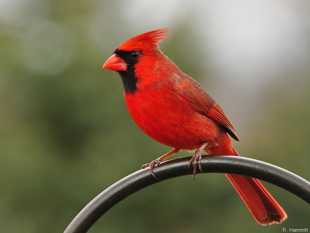 Wallpaper Male Cardinal Birds Desktop