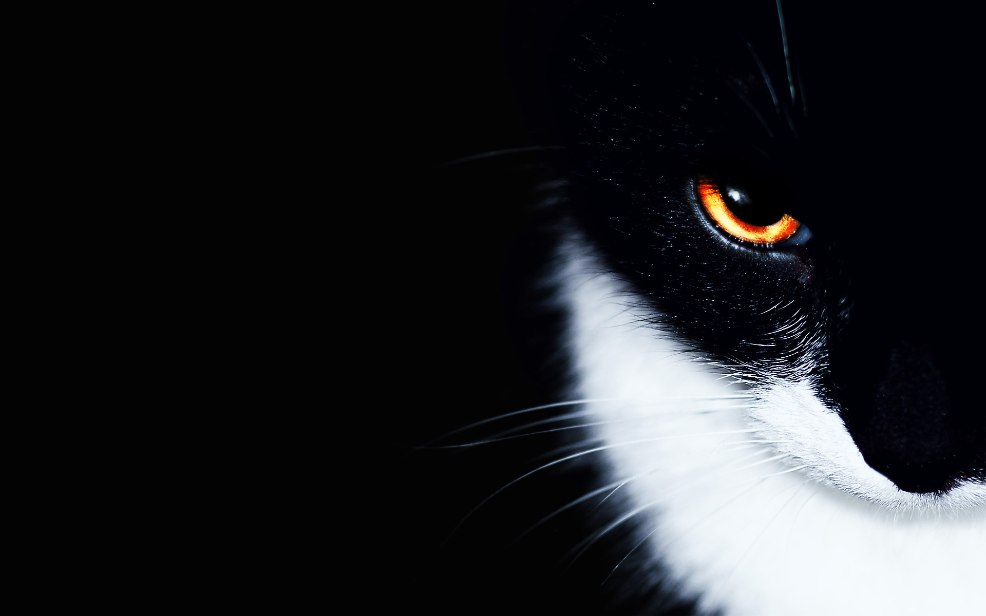 Beautiful Eye Cat Wallpaper Background With