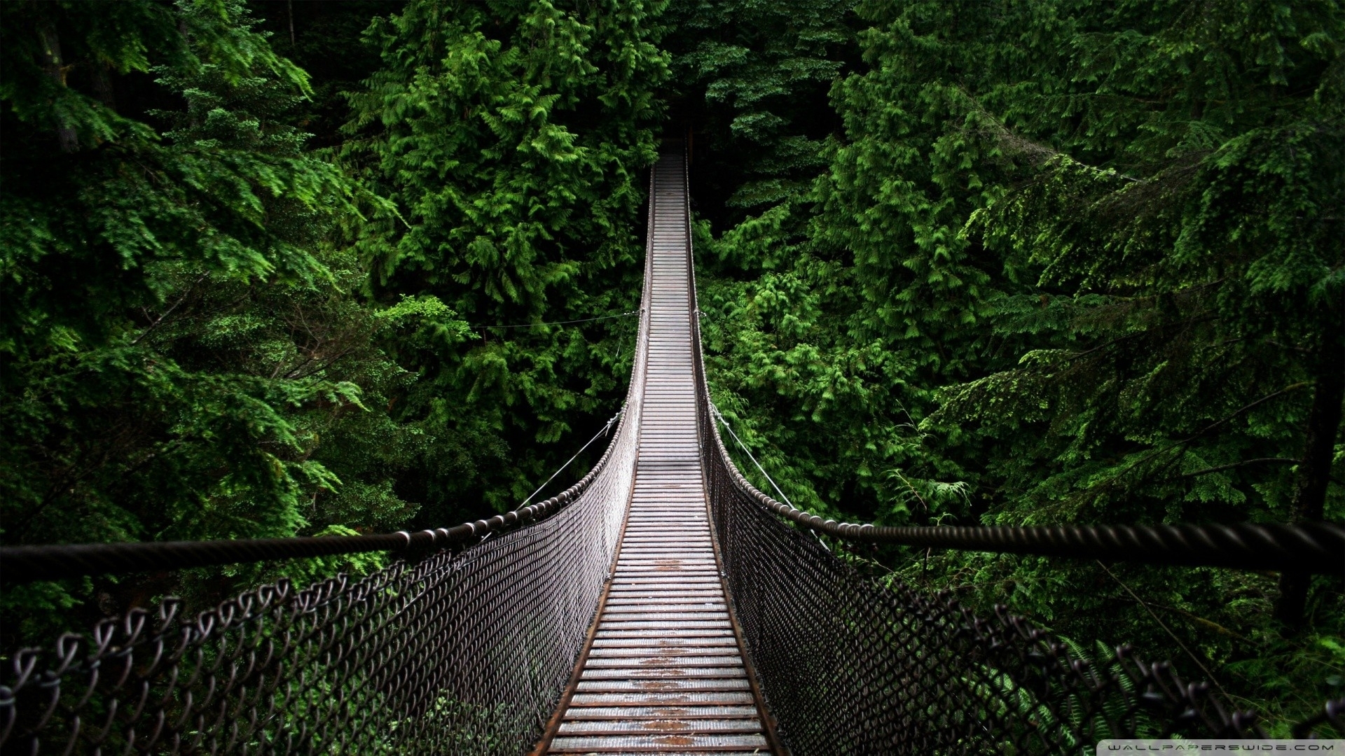 Canada Oregon Wooden Bridge Washington Rope Pine Tree Wallpaper