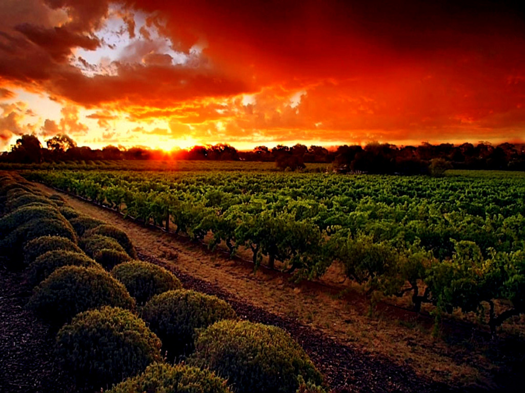 Italian Vineyard Wallpaper Paso Robles Wineries Off The