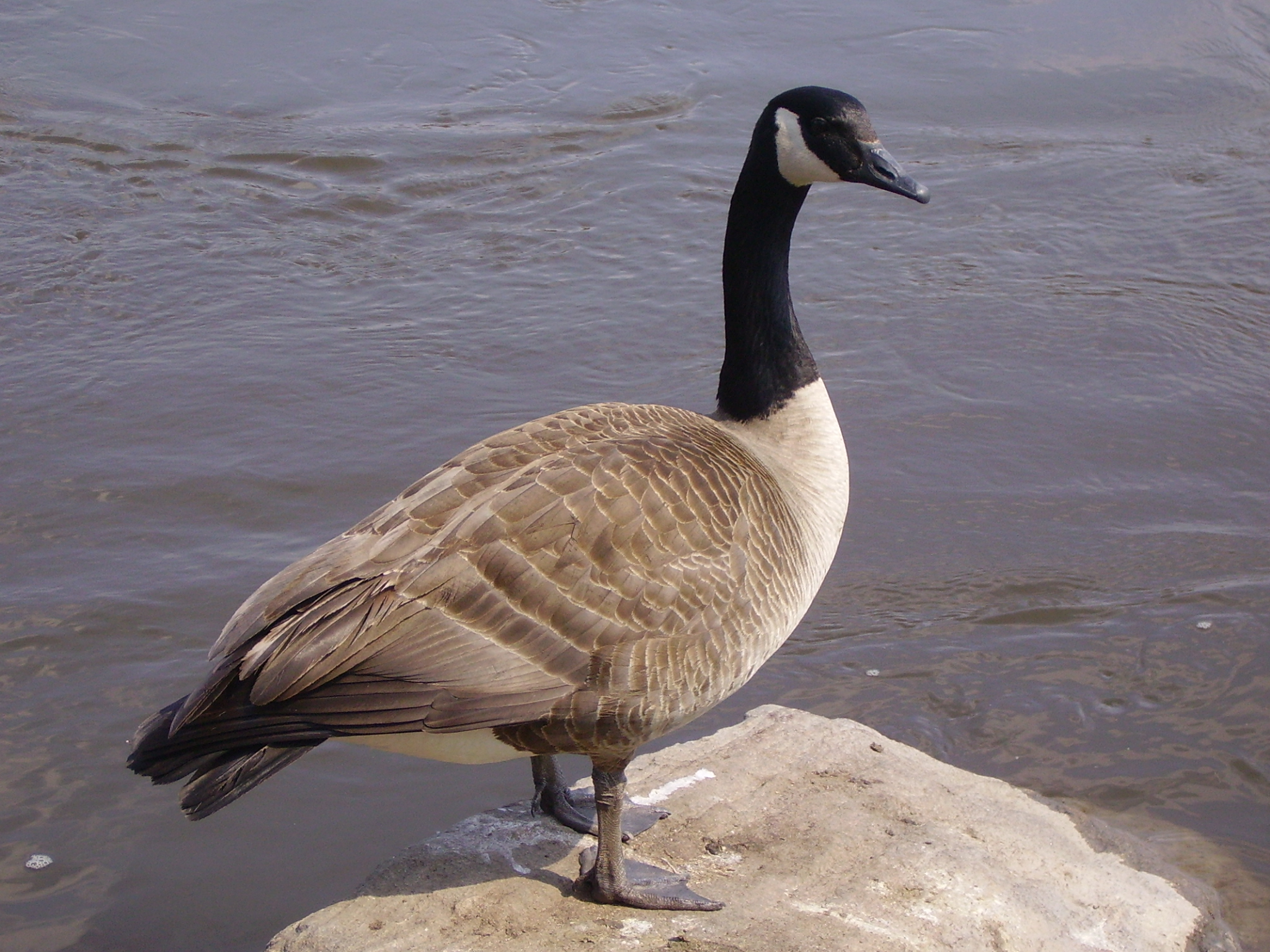 Goose Canada Wallpaper Background Image