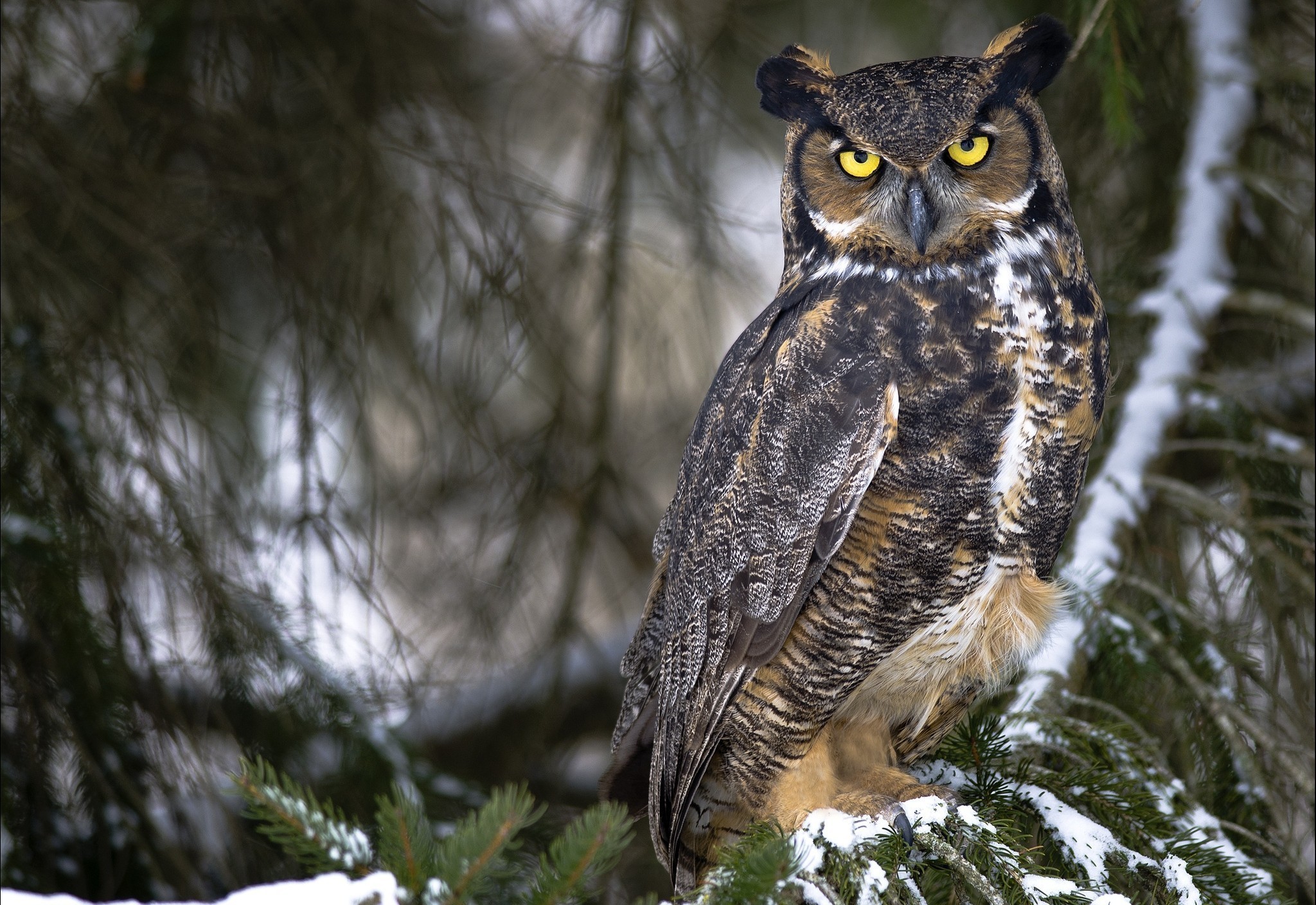 High Resolution Desktop Wallpaper Of Owl Image Eagle Feathers