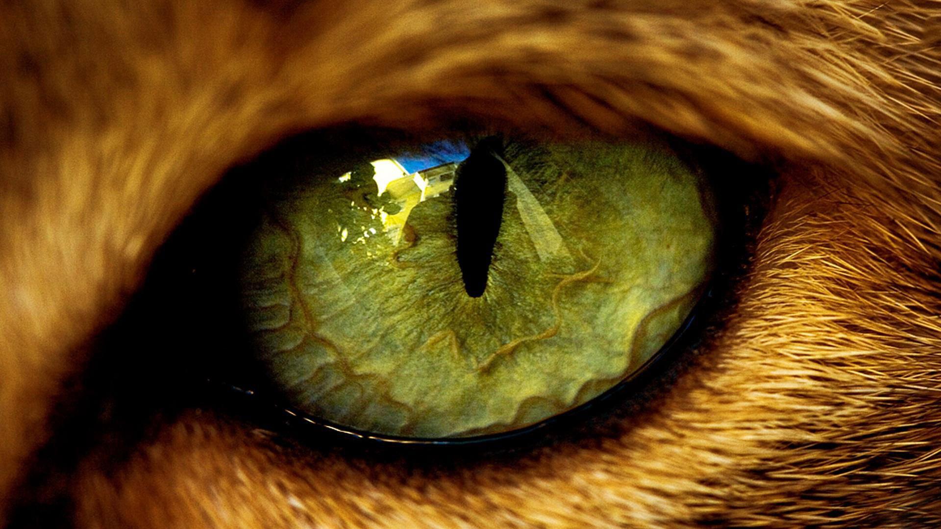 Big Macro Eye From A Wild Animal HD Wallpaper