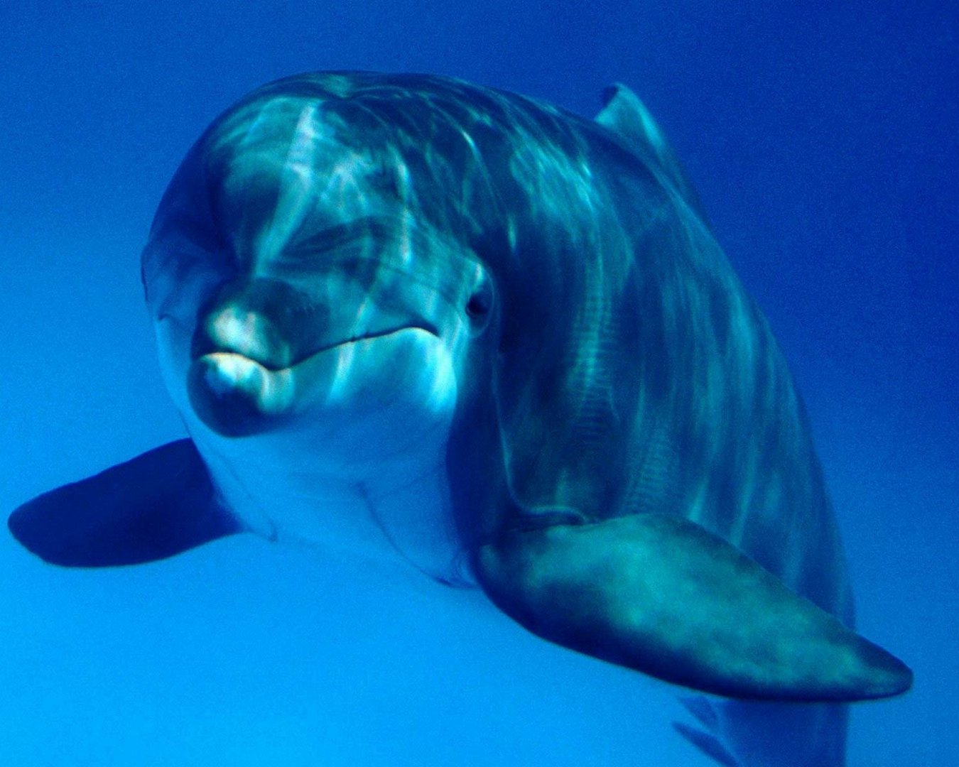 Cute Dolphin Wallpaper HD In Imageci