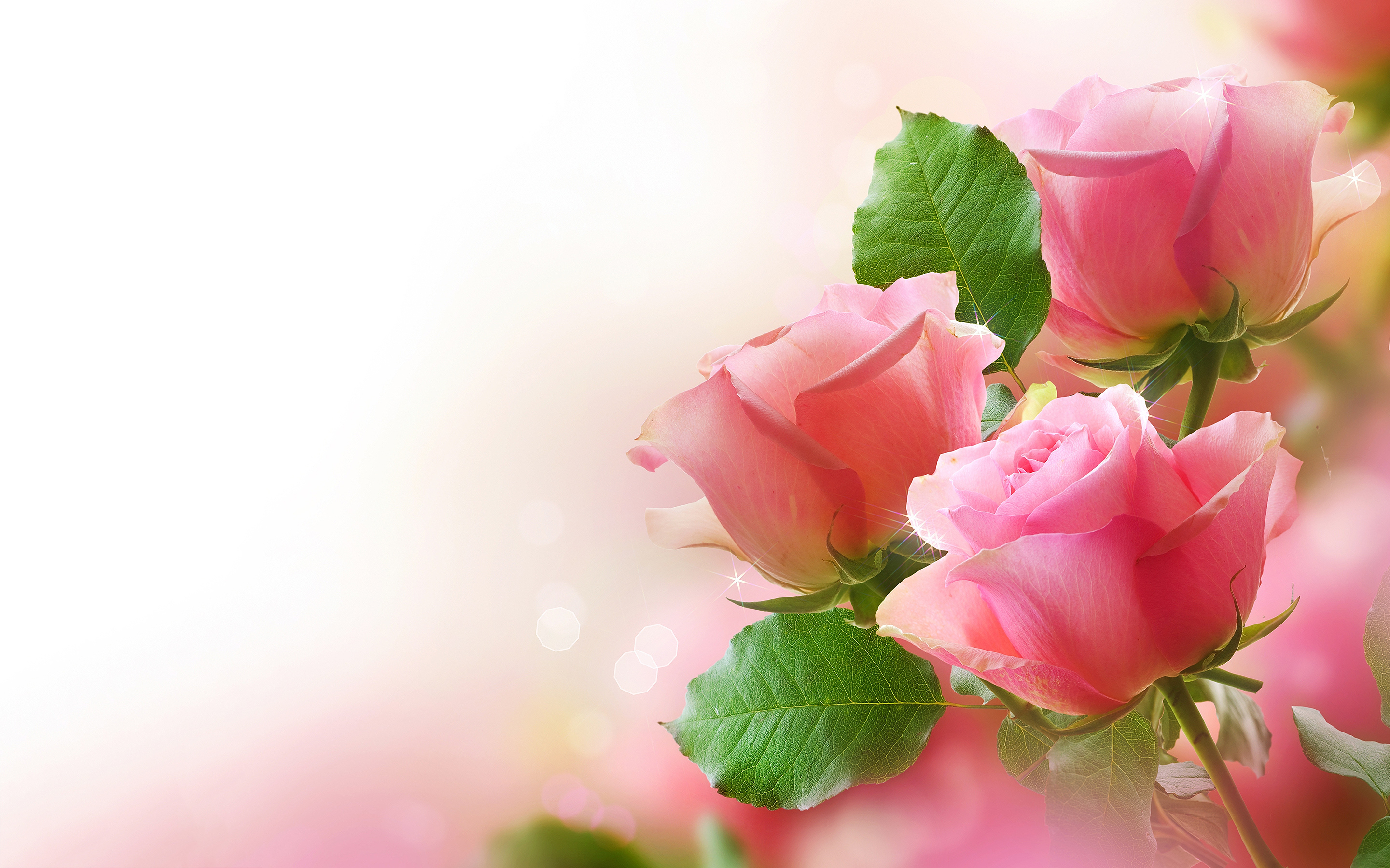 Cute Pink Roses Wallpaper Full HD For Desktop