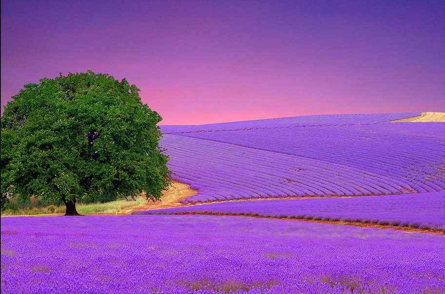 Lavender Field Wallpaper Lavender Field Wallpaper
