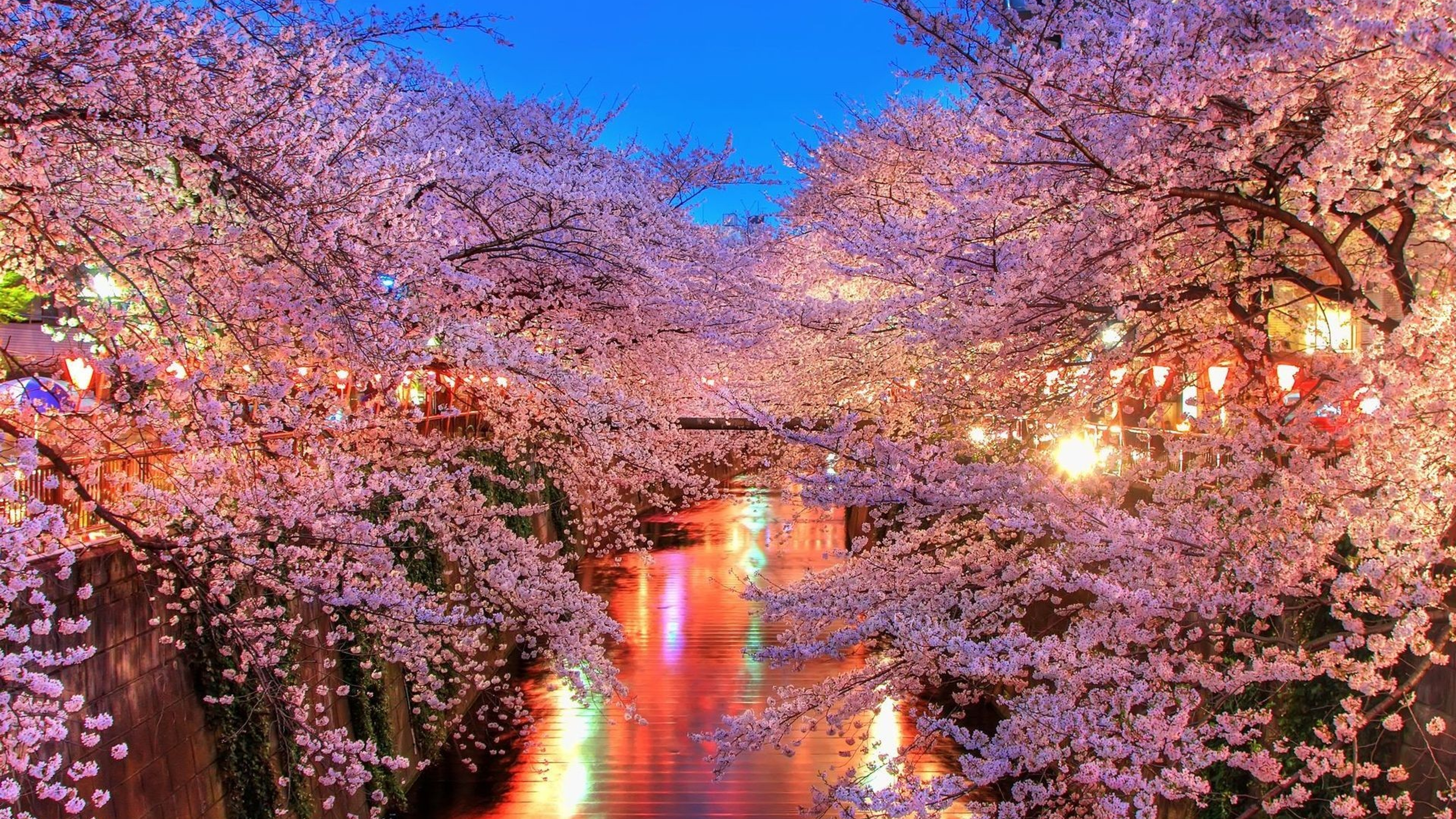 Cherry Blossom Trees 4k HD Wallpaper Image
