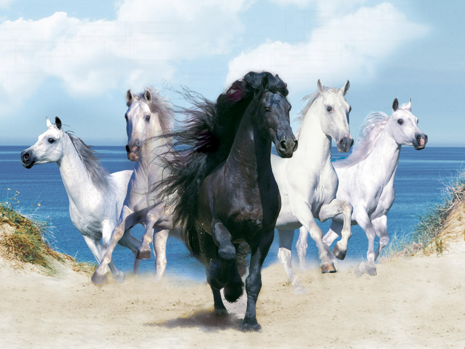 The Wallpaper Background Of Horses