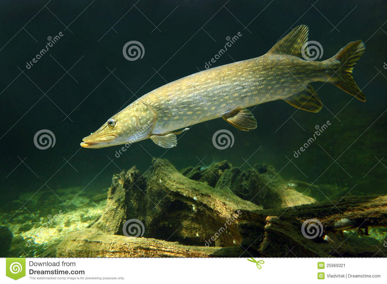 Northern Pike Wallpaper The Esox Lucius