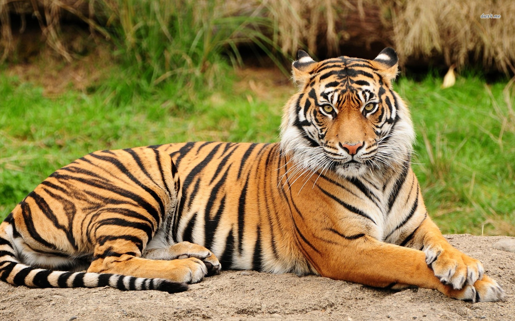 Following are the beautiful pictures of tigers 1680x1050