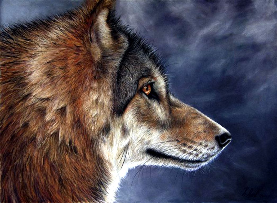 Lone Wolf Wallpaper