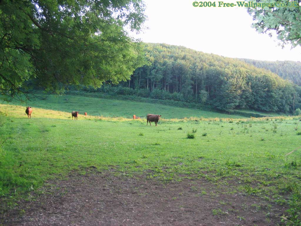 Cows Grazing In A Field At Berry Pomeroy Devon