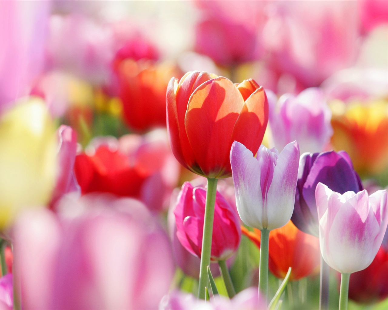 Spring Flowers Tulips Wallpaper Resolution