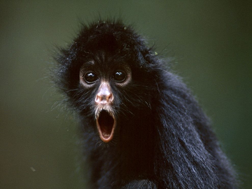 Photo Young Black Spider Monkey