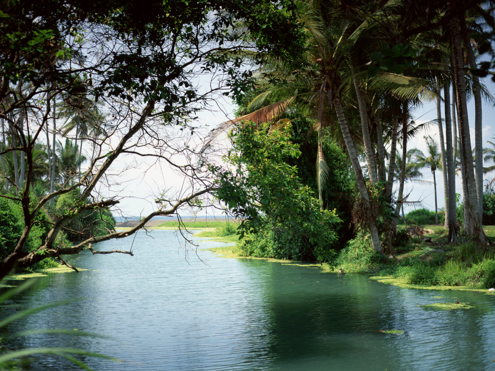 Taiti Wallpaper Photo