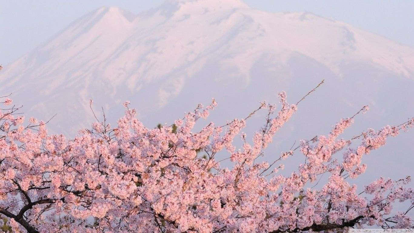 Japanese Pink Wallpaper
