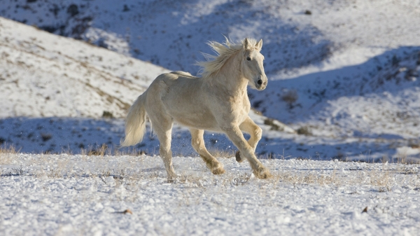 Wyoming Snow Animals Horses Running Shells Wallpaper