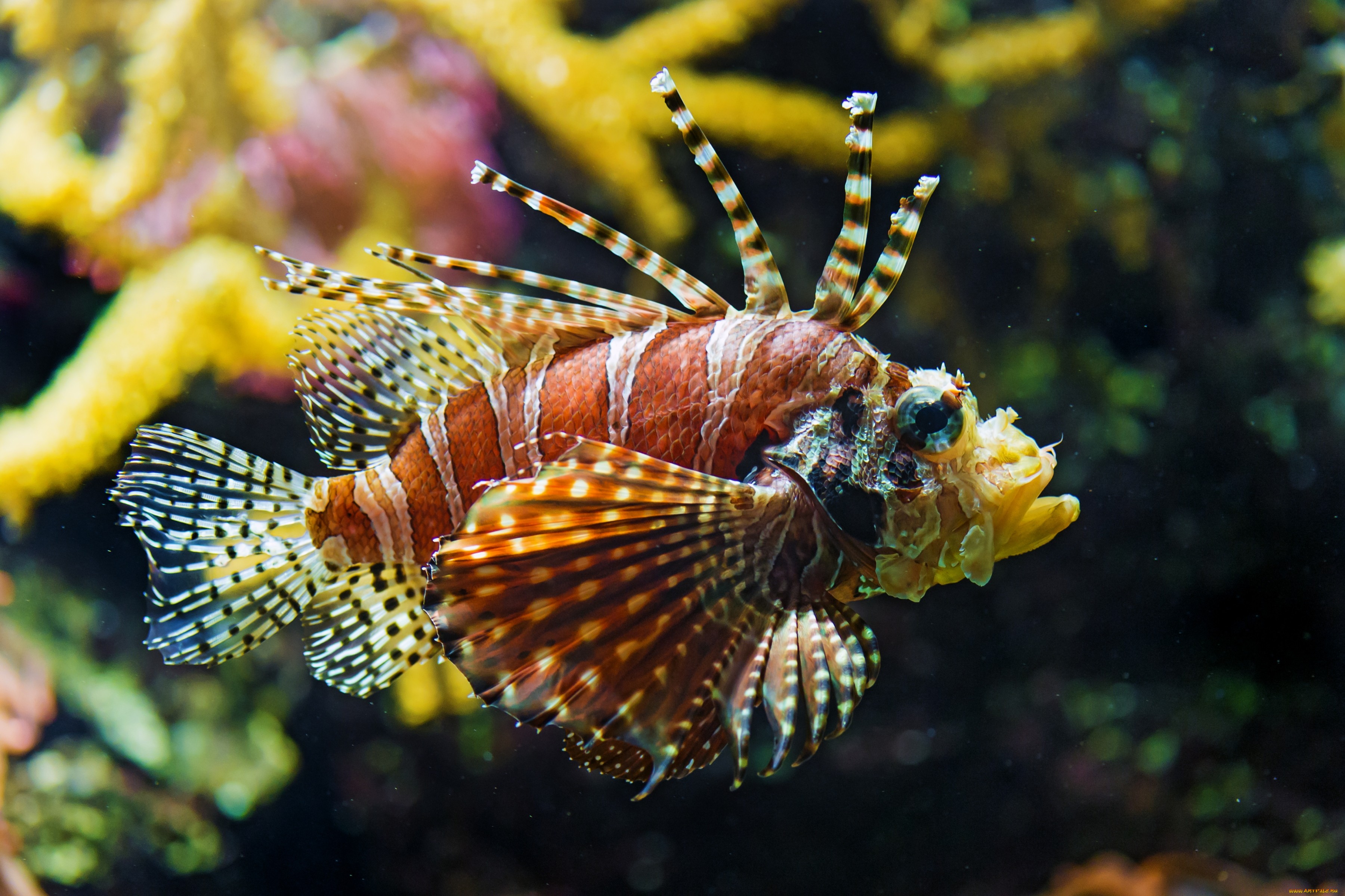 Lionfish Widescreen Wallpaper Pictures Px