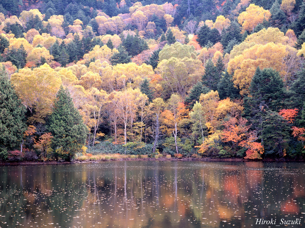 Autumn Scene Wallpaper Image And Nature