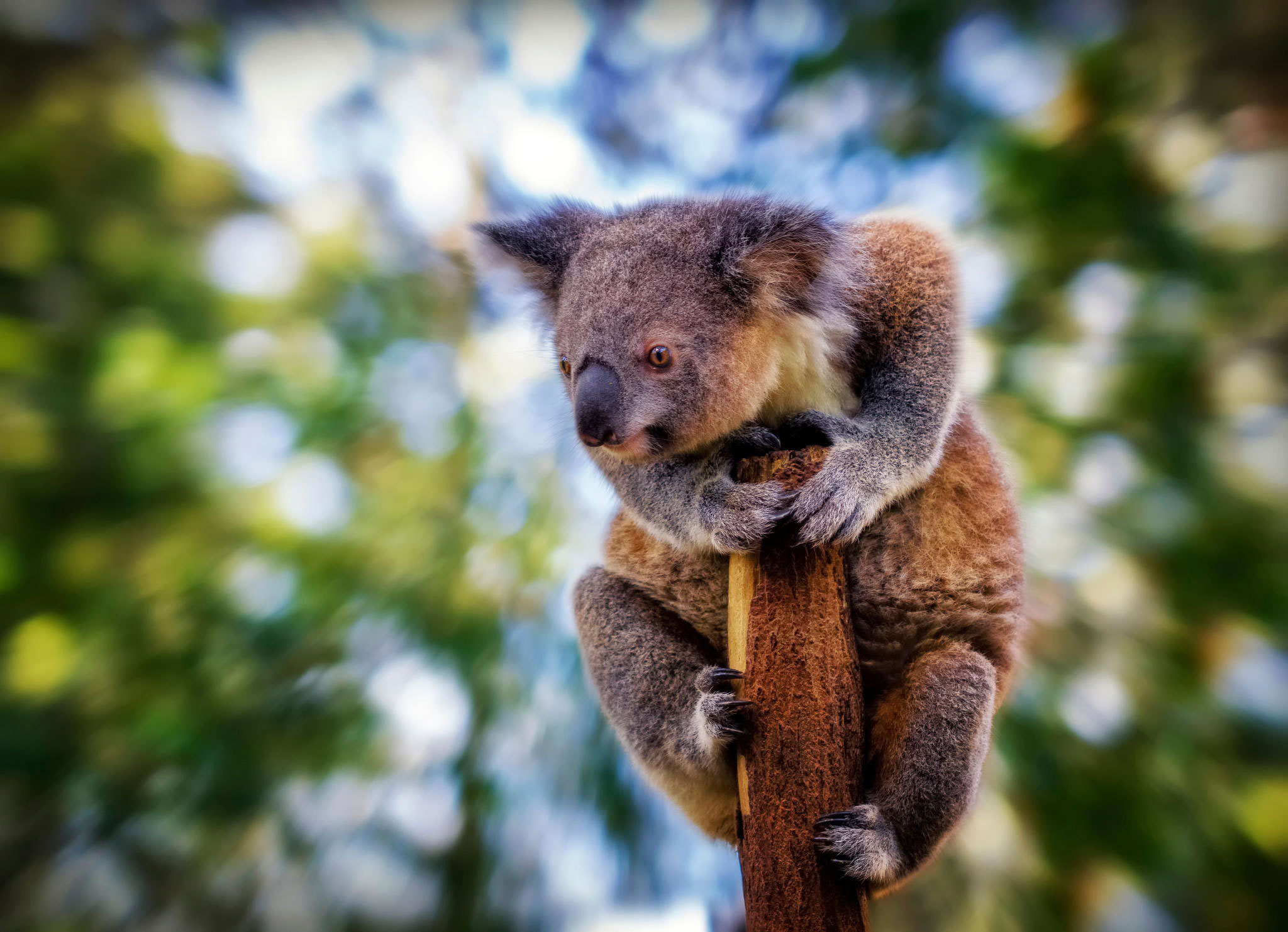 Wallpaper Koala Look Blur Animals