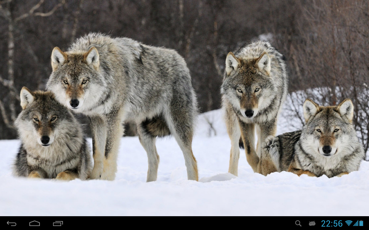 Wolves live wallpaper   Android Apps on Google Play