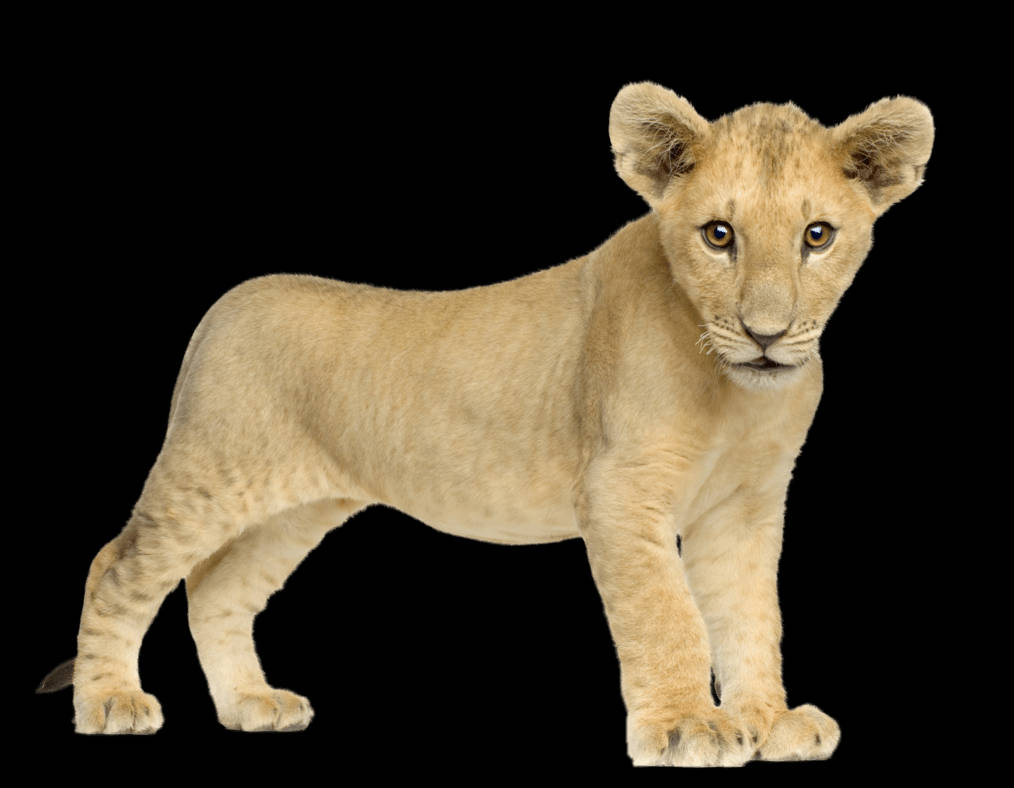 Top Baby Lion Wallpaper Full HD 4k To Use