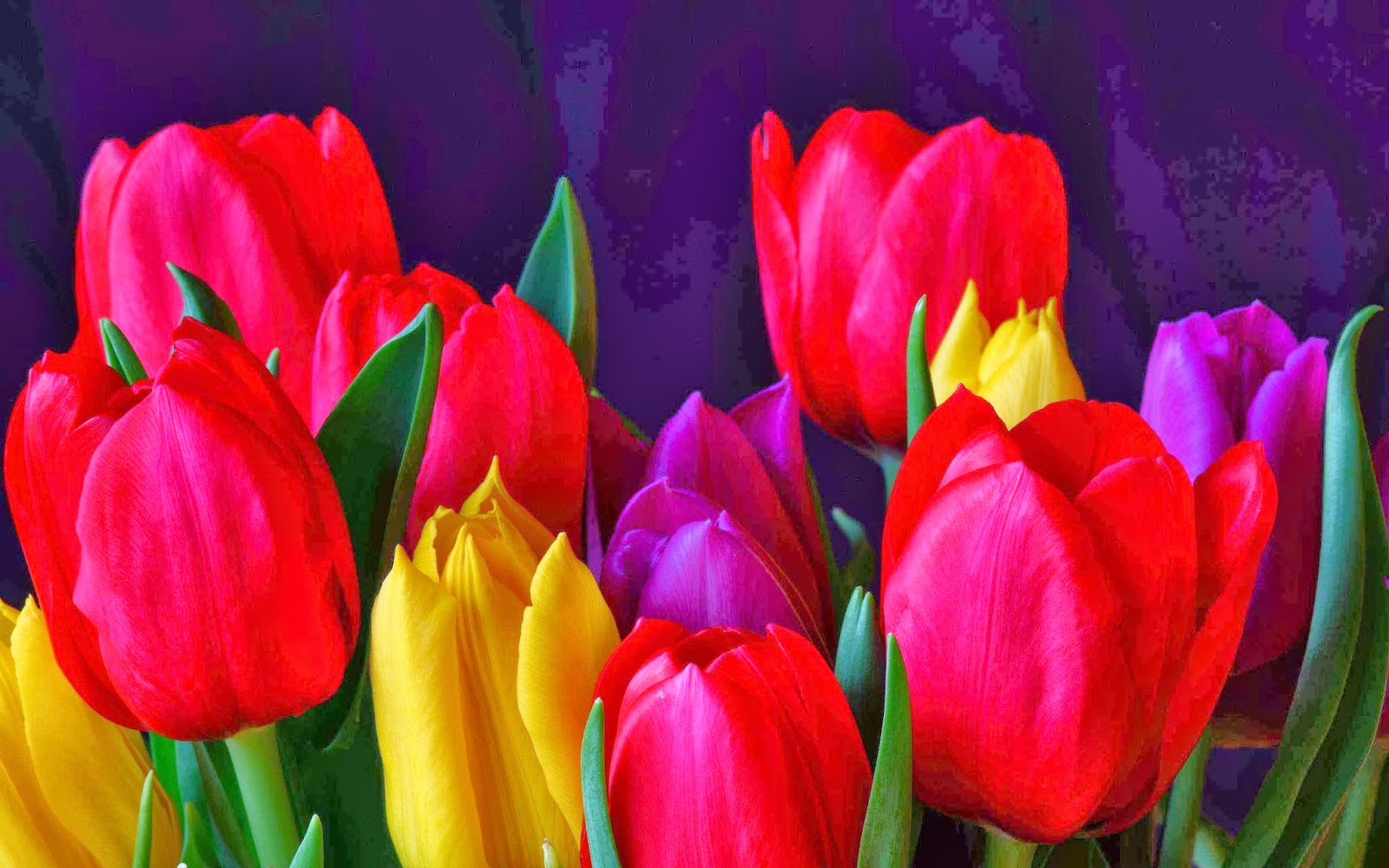 What A Beautiful This Tulip Flower The That Populer In