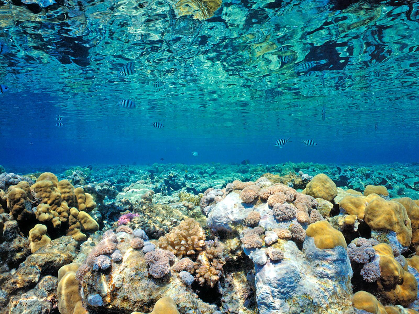 Blue Coral Sea Wallpaper HD 917 4039 Wallpaper High Resolution