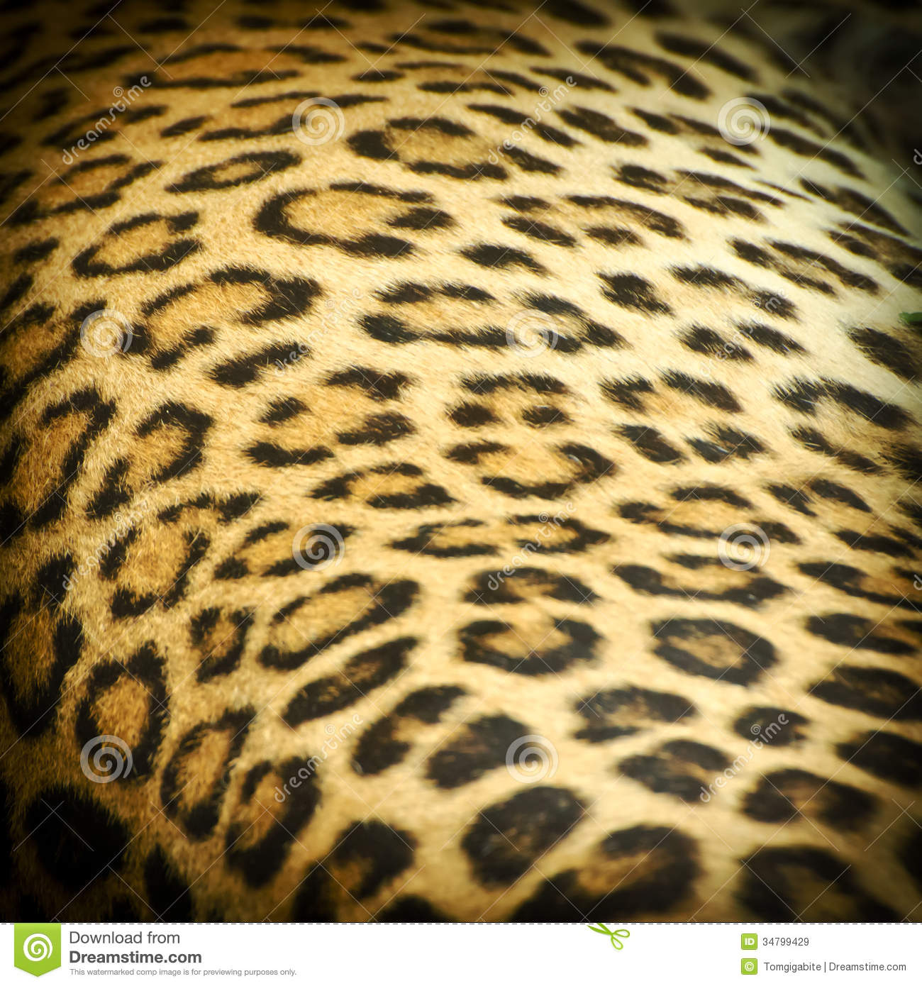 Jaguar Skin Wallpaper Leopard