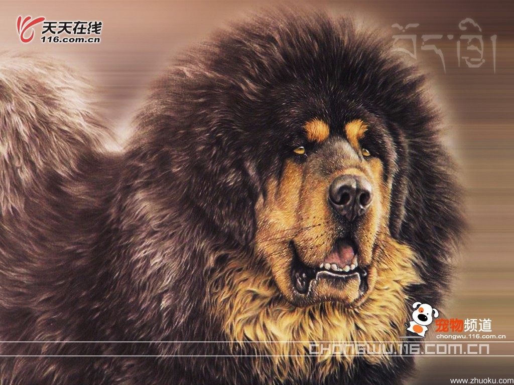 Tibetan Mastiff Wallpaper Resolution 25s Image Size