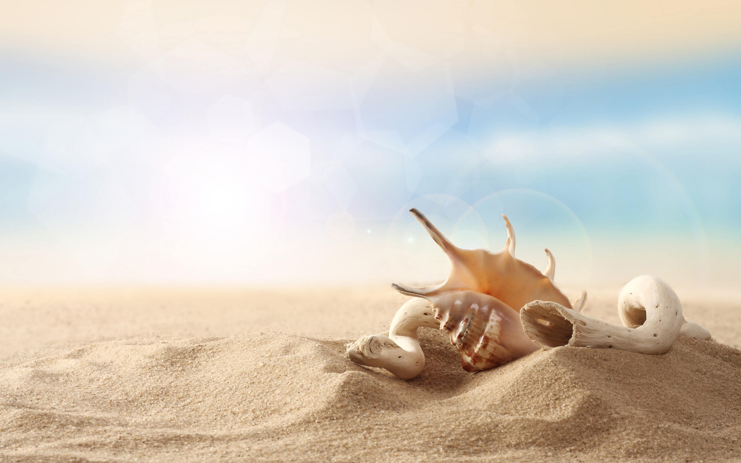 Seashell Sand Wallpaper Desktop H885902 Beach HD