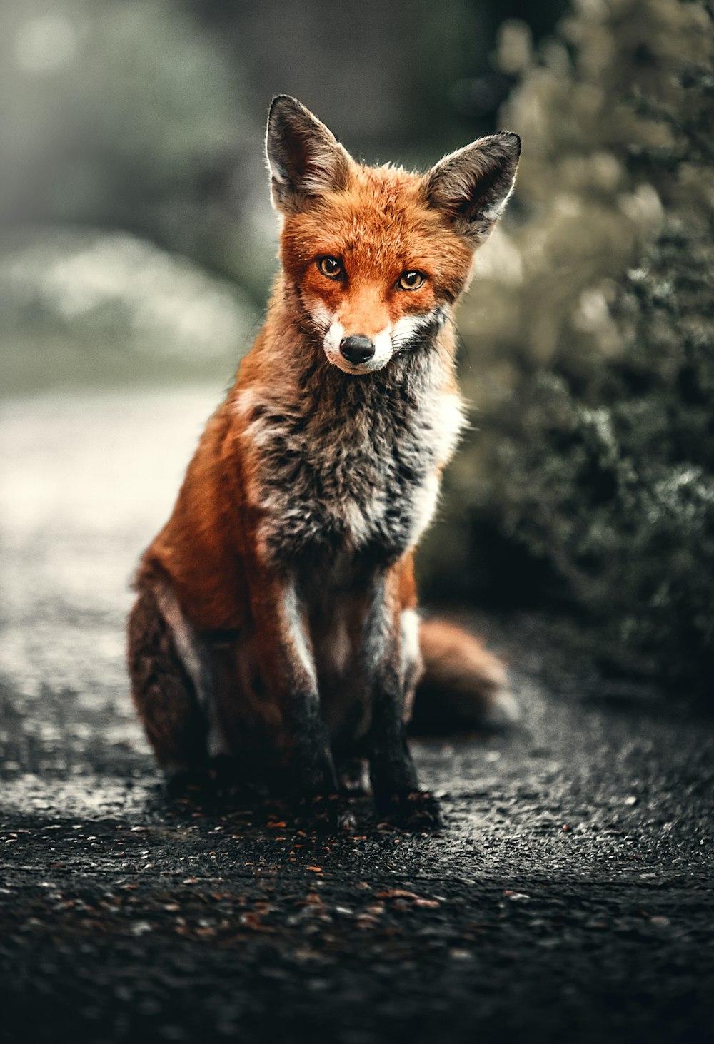 Orange And Silver Fox Photo Animal Image
